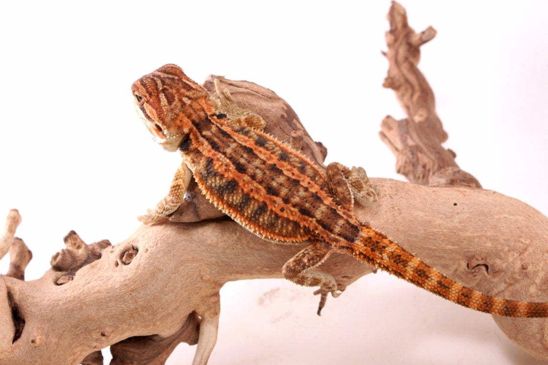 Hypo Genetic Stripe Bearded Dragon