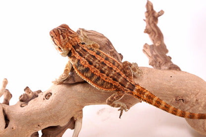 Hypo Genetic Stripe Bearded Dragon