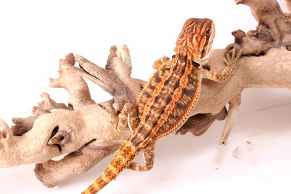 Hypo Genetic Stripe Bearded Dragon