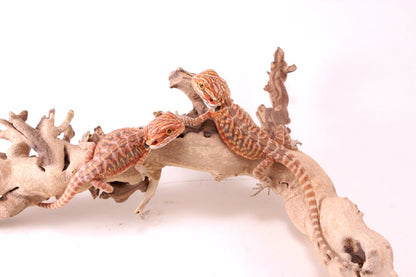 Hypo Red Tiger Leatherback Bearded Dragon
