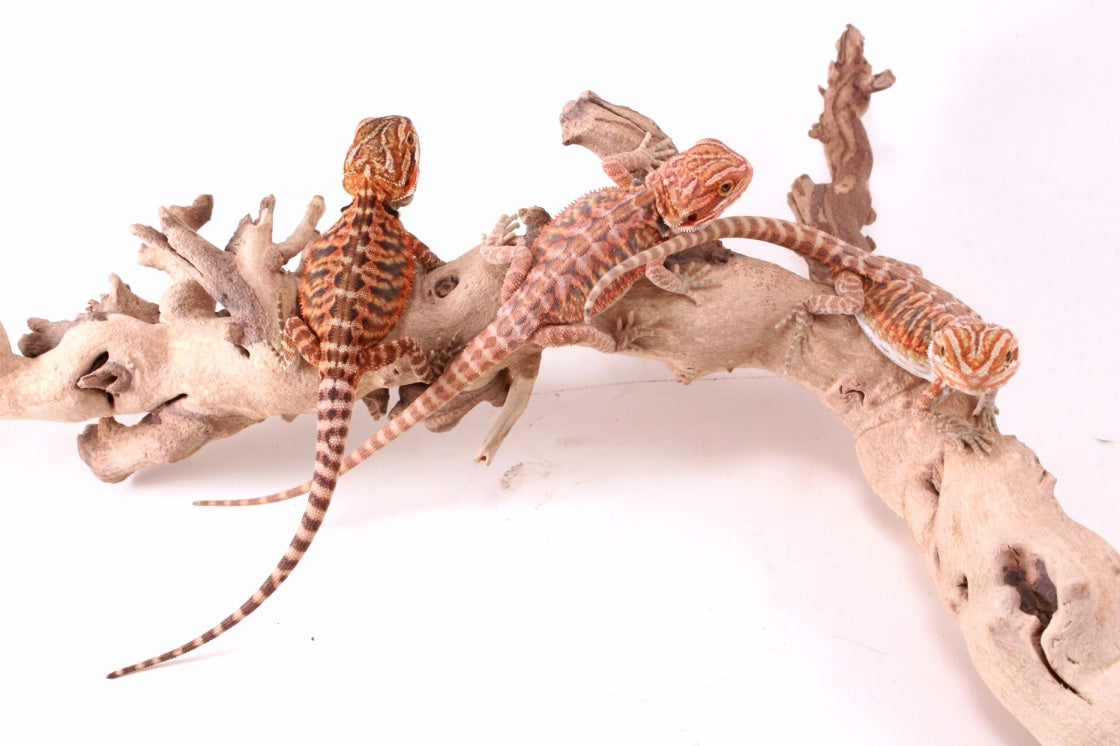 Hypo Red Tiger Leatherback Bearded Dragon