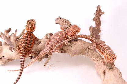 Hypo Red Tiger Leatherback Bearded Dragon