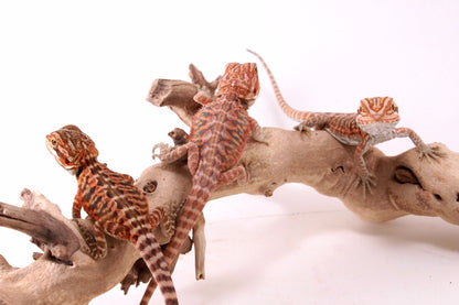 Hypo Red Tiger Leatherback Bearded Dragon