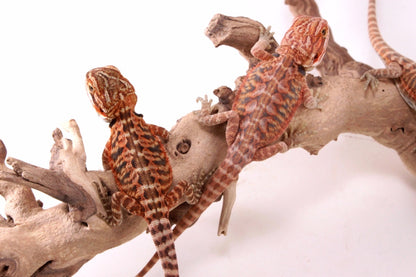 Hypo Red Tiger Leatherback Bearded Dragon