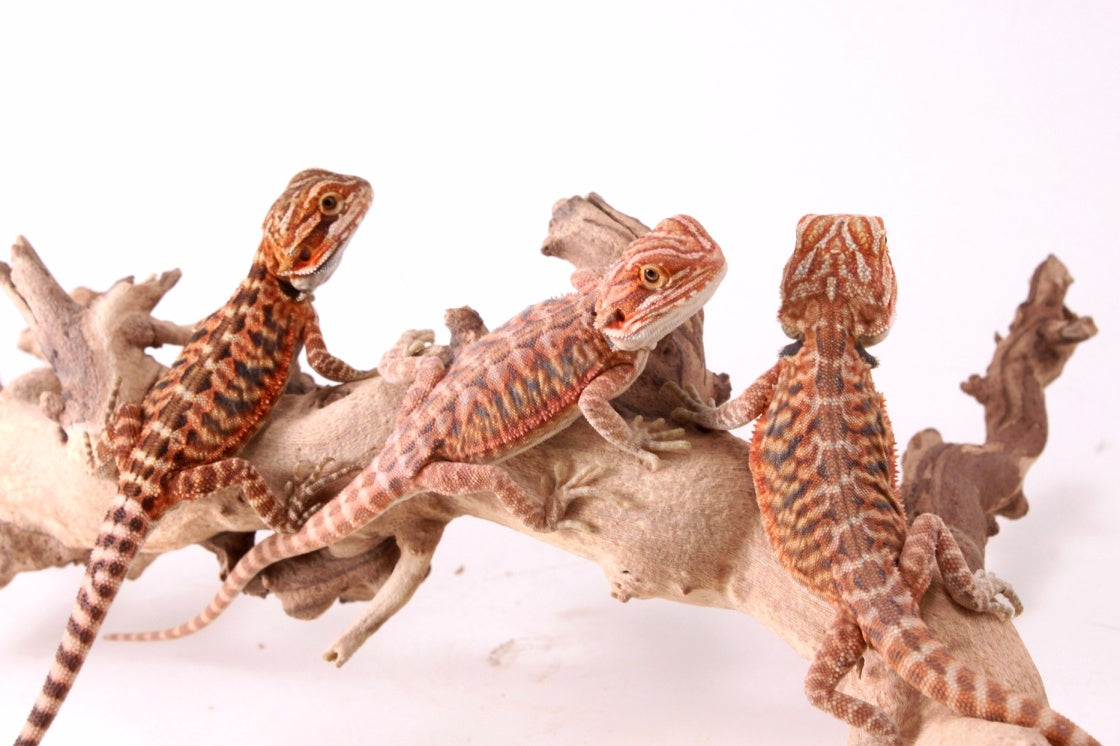 Hypo Red Tiger Leatherback Bearded Dragon