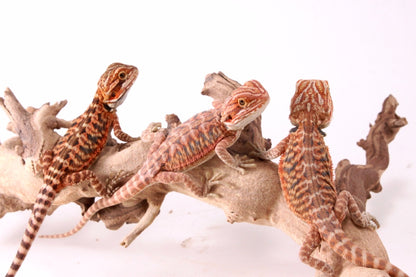 Hypo Red Tiger Leatherback Bearded Dragon