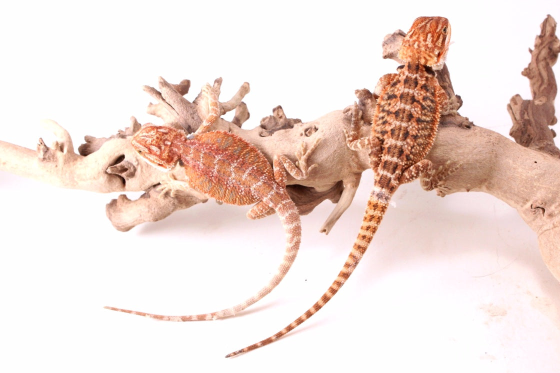 Hypo Red Tiger Bearded Dragon