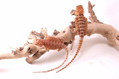 Hypo Red Tiger Bearded Dragon