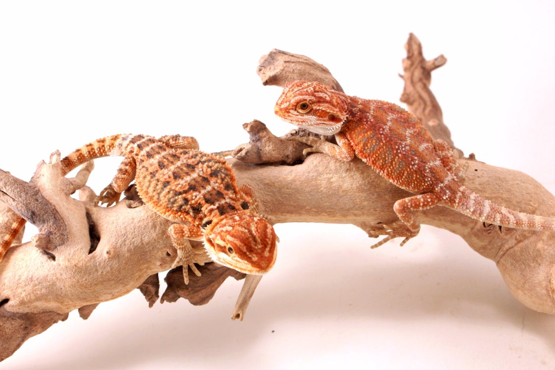 Hypo Red Tiger Bearded Dragon