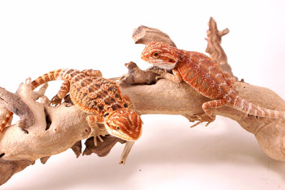 Hypo Red Tiger Bearded Dragon