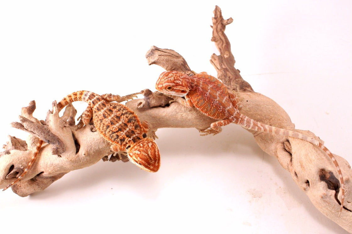 Hypo Red Tiger Bearded Dragon