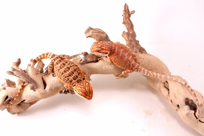 Hypo Red Tiger Bearded Dragon