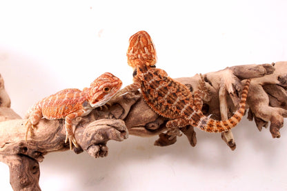 Hypo Red Tiger Bearded Dragon