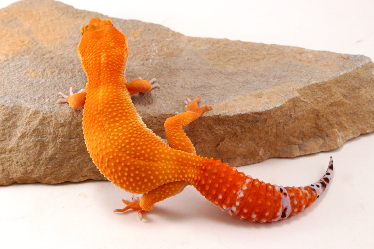 Mandarin Tangerine Leopard Gecko