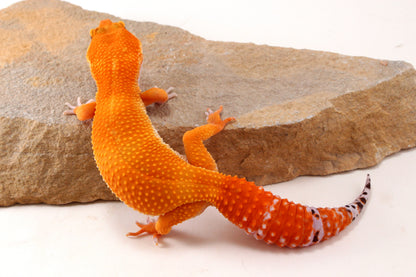 Mandarin Tangerine Leopard Gecko