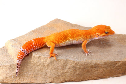 Mandarin Tangerine Leopard Gecko