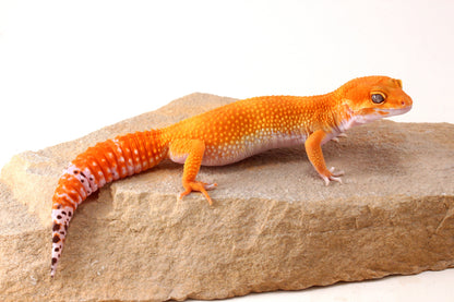 Mandarin Tangerine Leopard Gecko