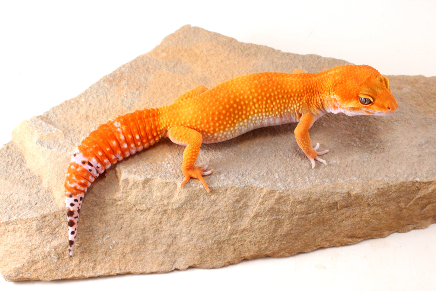 Mandarin Tangerine Leopard Gecko