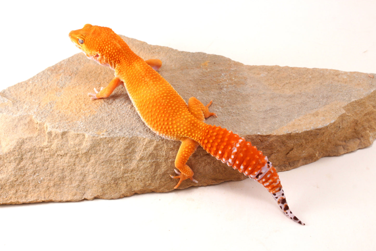 Mandarin Tangerine Leopard Gecko