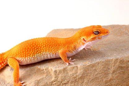 Mandarin Tangerine Leopard Gecko
