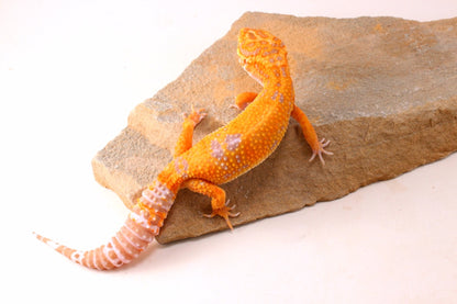 Tremper Sunglow Leopard Gecko