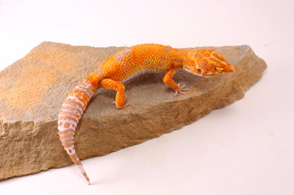 Tremper Sunglow Leopard Gecko