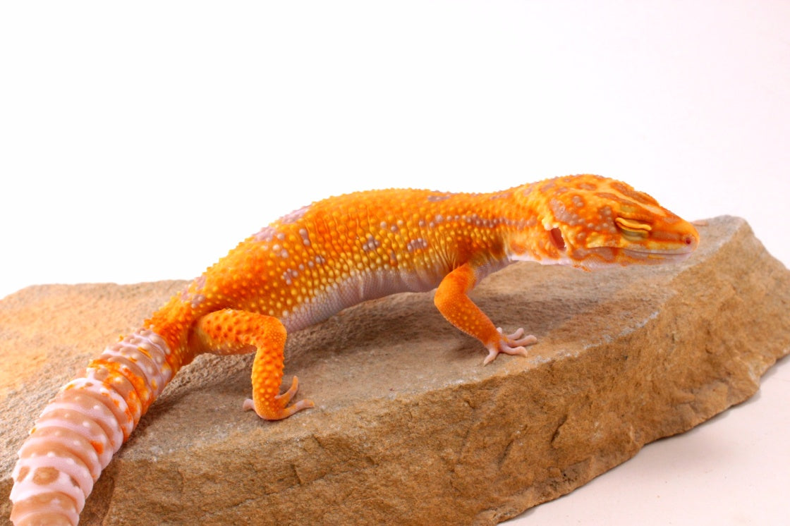Tremper Sunglow Leopard Gecko