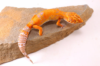 Tremper Sunglow Leopard Gecko