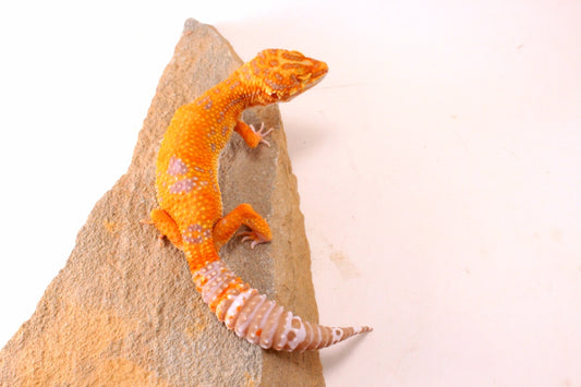 Tremper Sunglow Leopard Gecko