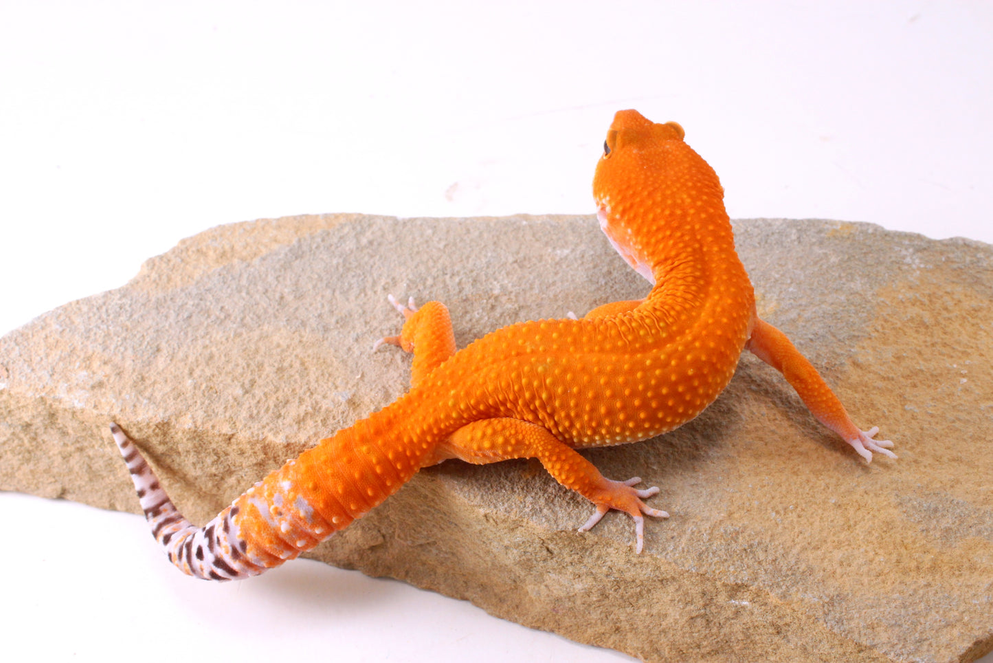 Blood Tangerine Leopard Gecko