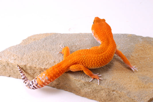 Blood Tangerine Leopard Gecko