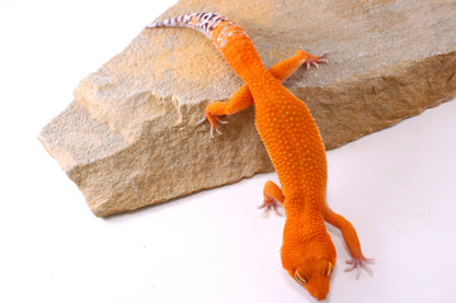 Blood Tangerine Leopard Gecko