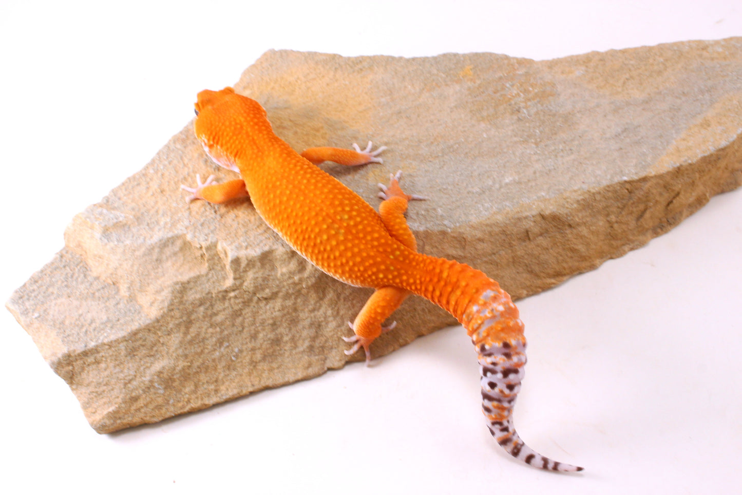 Blood Tangerine Leopard Gecko