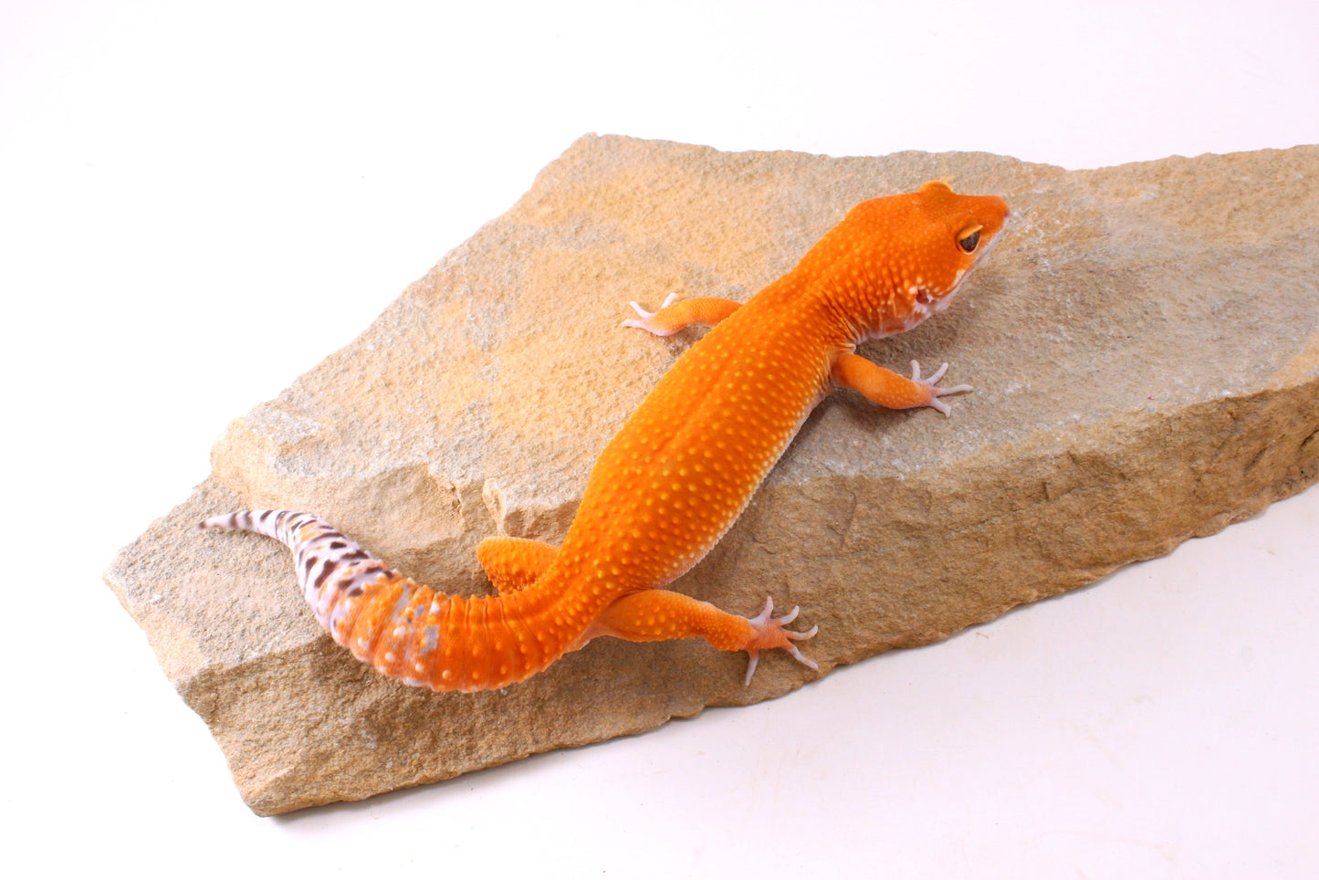 Blood Tangerine Leopard Gecko