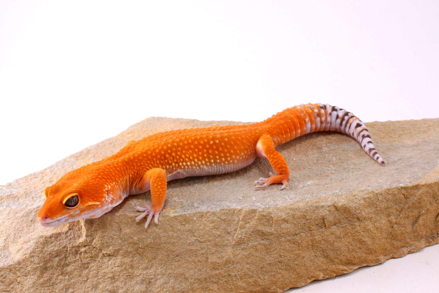 Blood Tangerine Leopard Gecko