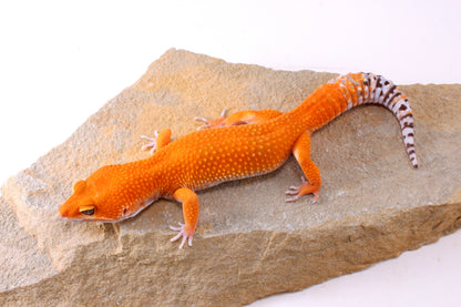 Blood Tangerine Leopard Gecko