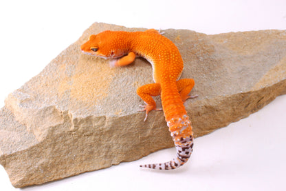 Blood Tangerine Leopard Gecko