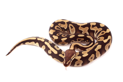 Leopard Mojave h. Clown Ball Python