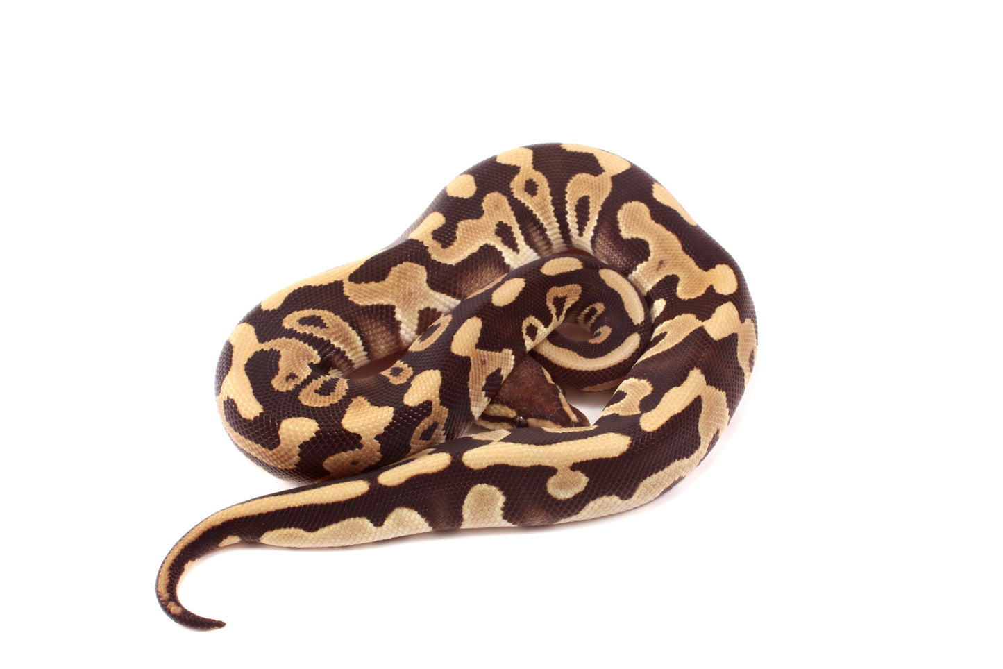 Leopard Mojave h. Clown Ball Python