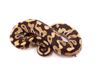 Leopard Mojave h. Clown Ball Python