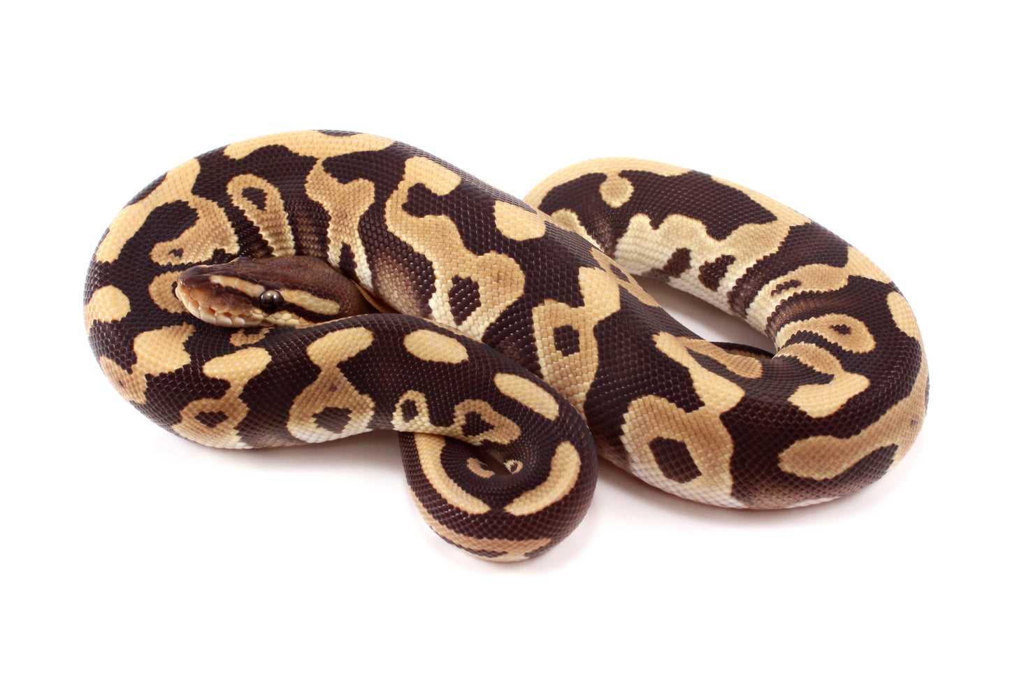 Leopard Mojave h. Clown Ball Python
