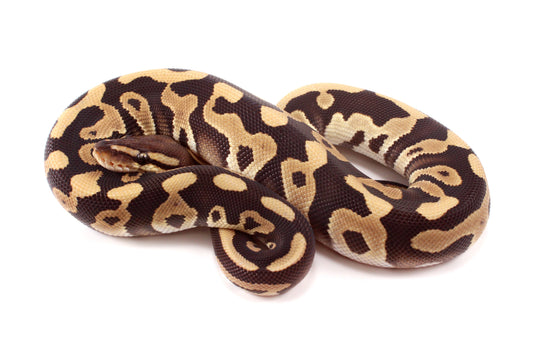 Leopard Mojave h. Clown Ball Python