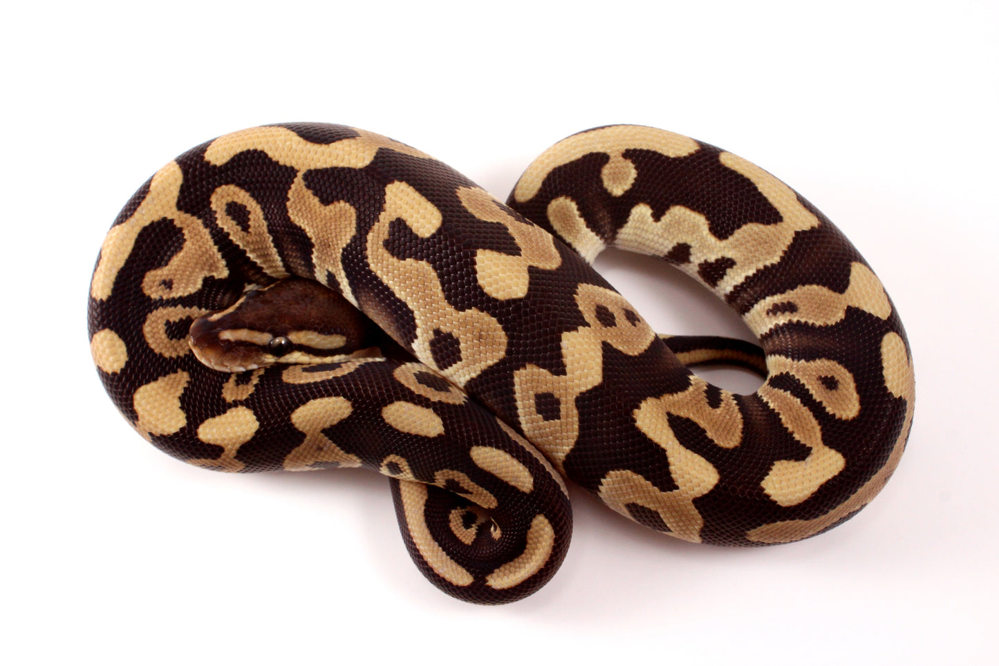 Leopard Mojave h. Clown Ball Python