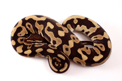 Leopard Mojave h. Clown Ball Python