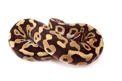 Leopard Mojave h. Clown Ball Python