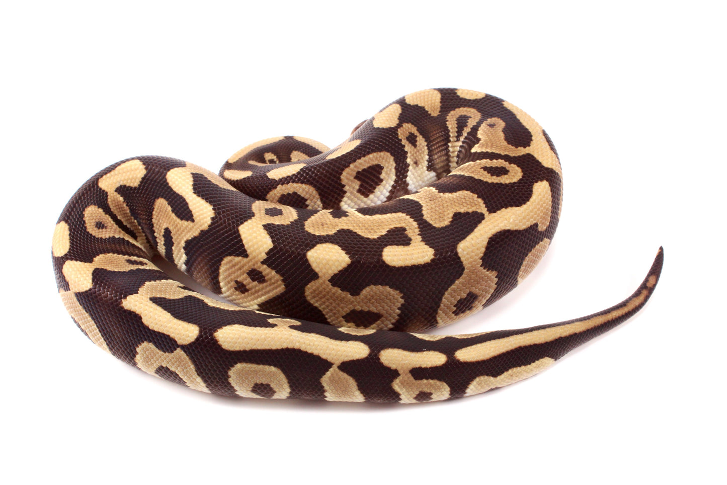 Leopard Mojave h. Clown Ball Python
