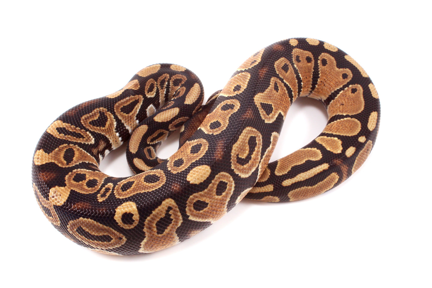 DH Ultramel/Hypo Ball Python