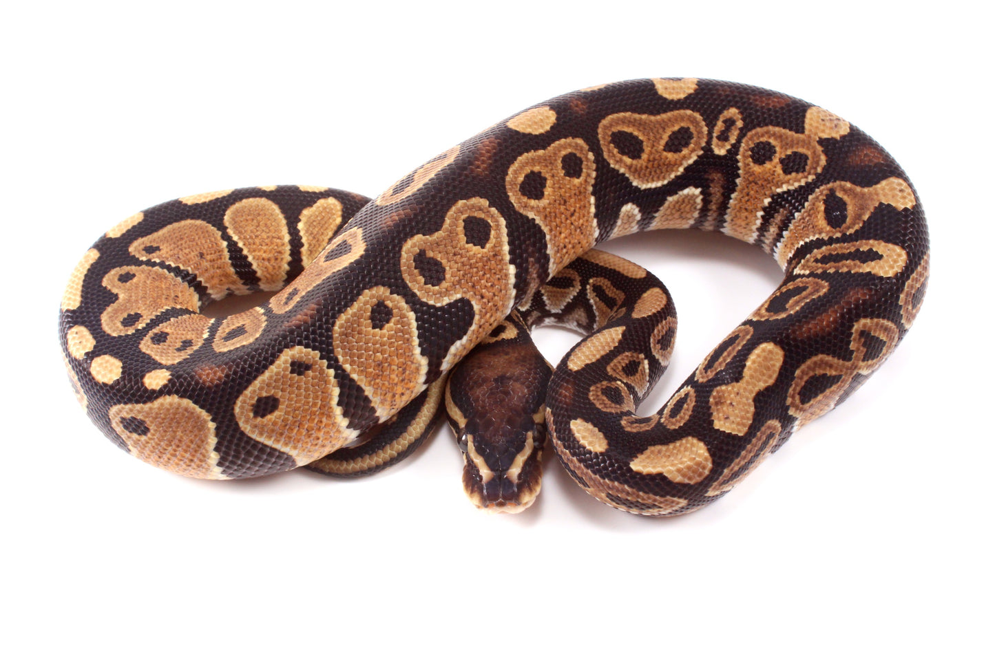 DH Ultramel/Hypo Ball Python