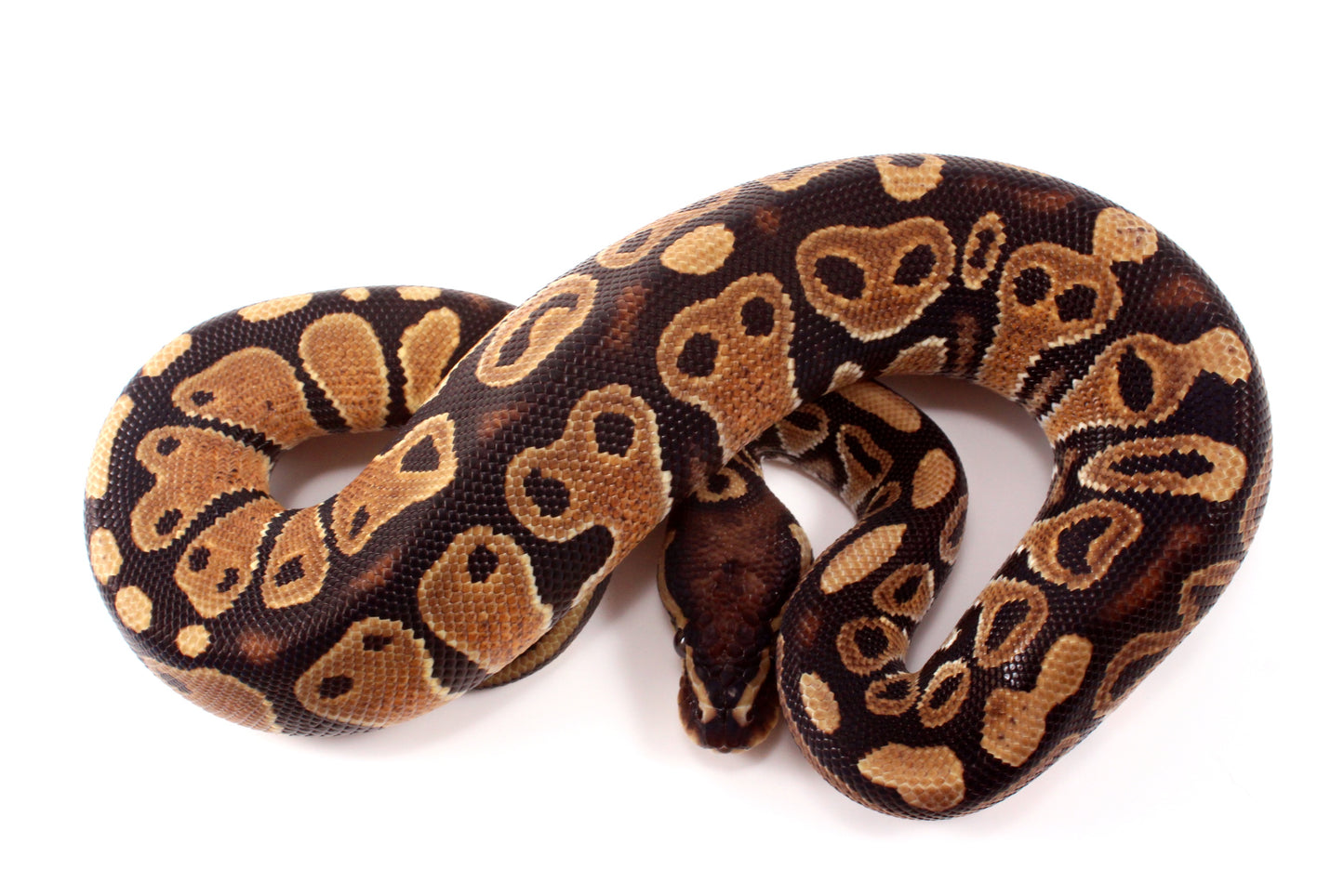 DH Ultramel/Hypo Ball Python