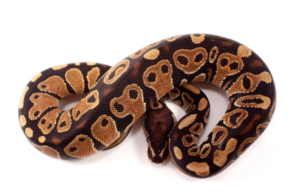 DH Ultramel/Hypo Ball Python